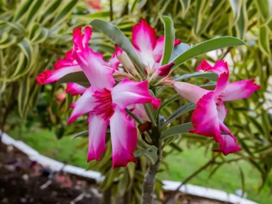 Vila The Gardenia Compound - Ocho Rios Area Richmond 0*,  Jamajka